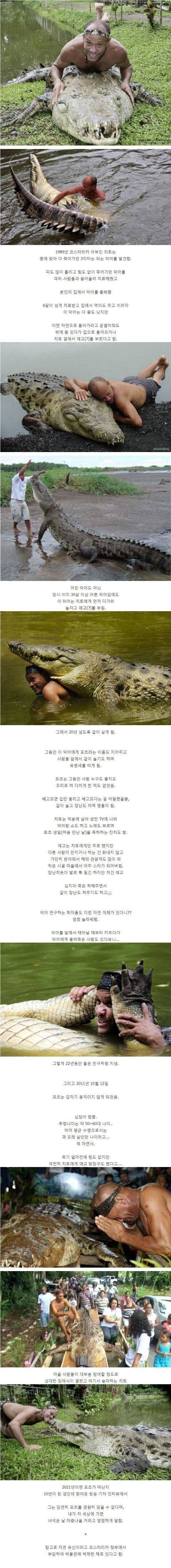 죽어가던 야생 악어를 구해준 결과