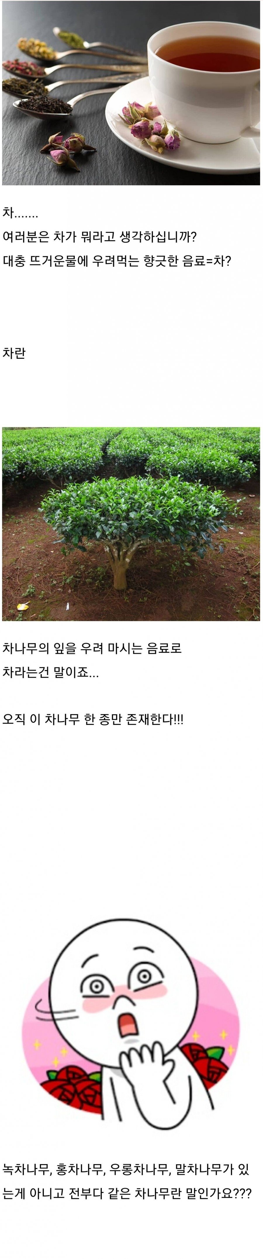 생각보다 모르는 사람이 많다는 차의 비밀ㄷㄷㄷ