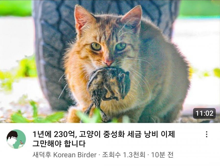 실시간 또 막고라 열었다는 유튜버