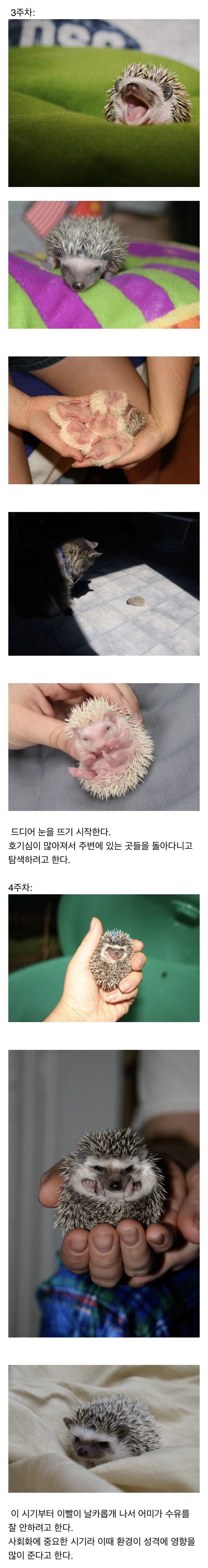 점점 커지는 똥싸는 선인장