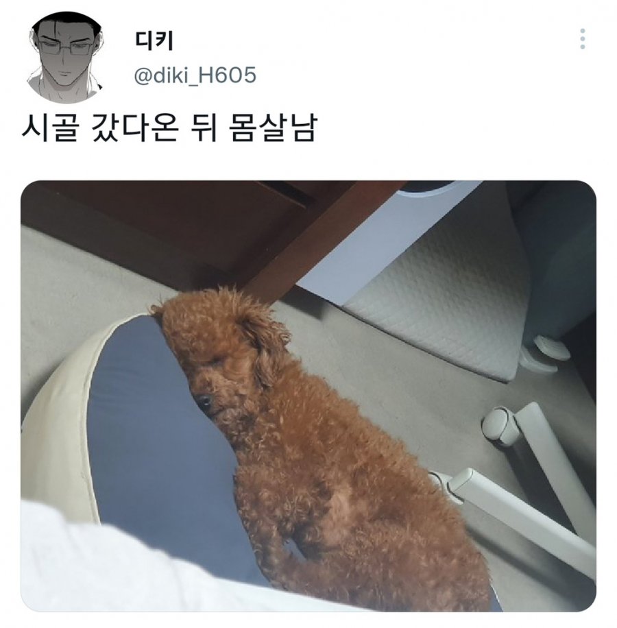 명절을 보내고 주인보다 더 피곤해하는 반려동물들