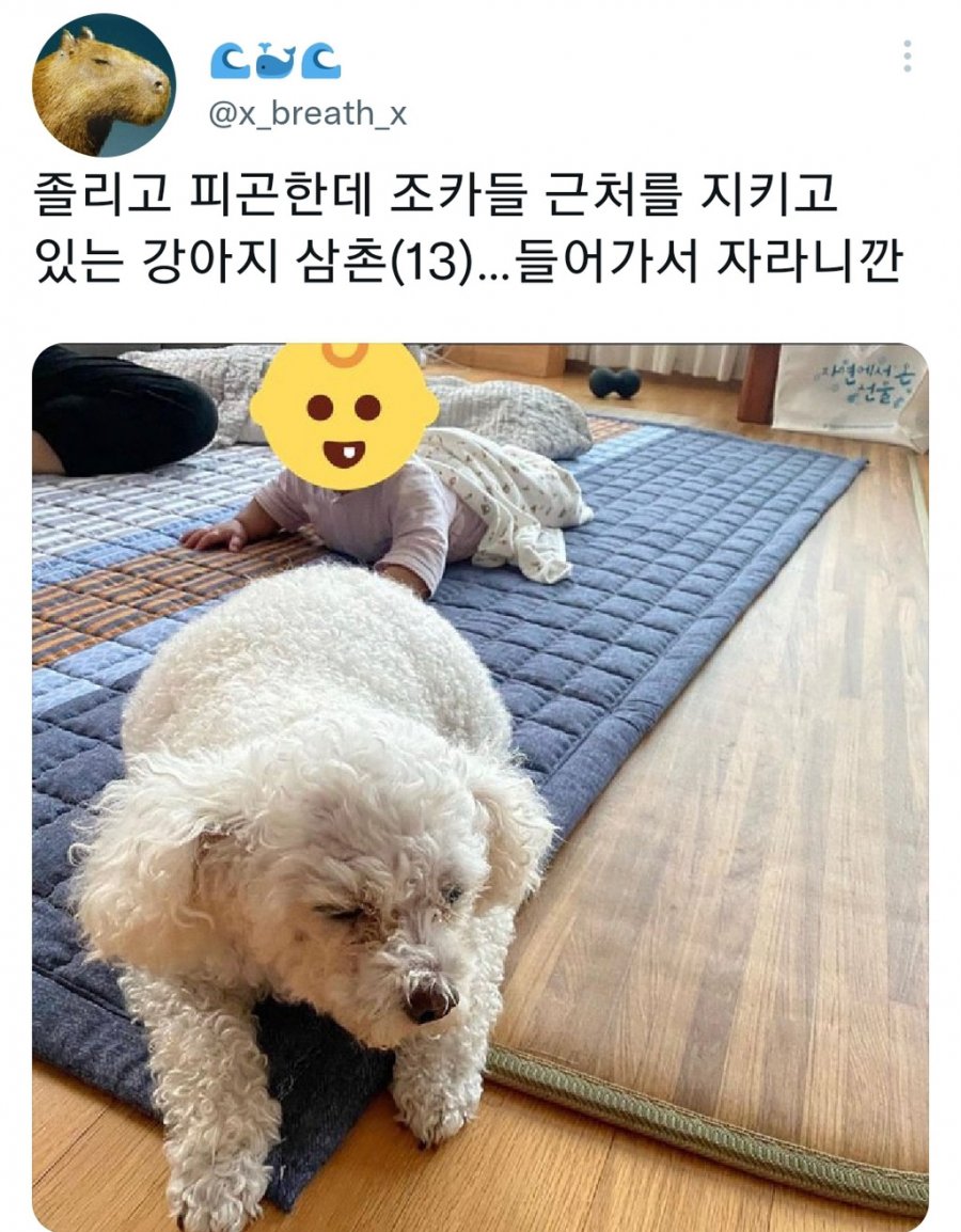 명절을 보내고 주인보다 더 피곤해하는 반려동물들