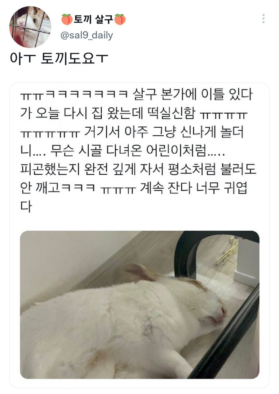 명절을 보내고 주인보다 더 피곤해하는 반려동물들