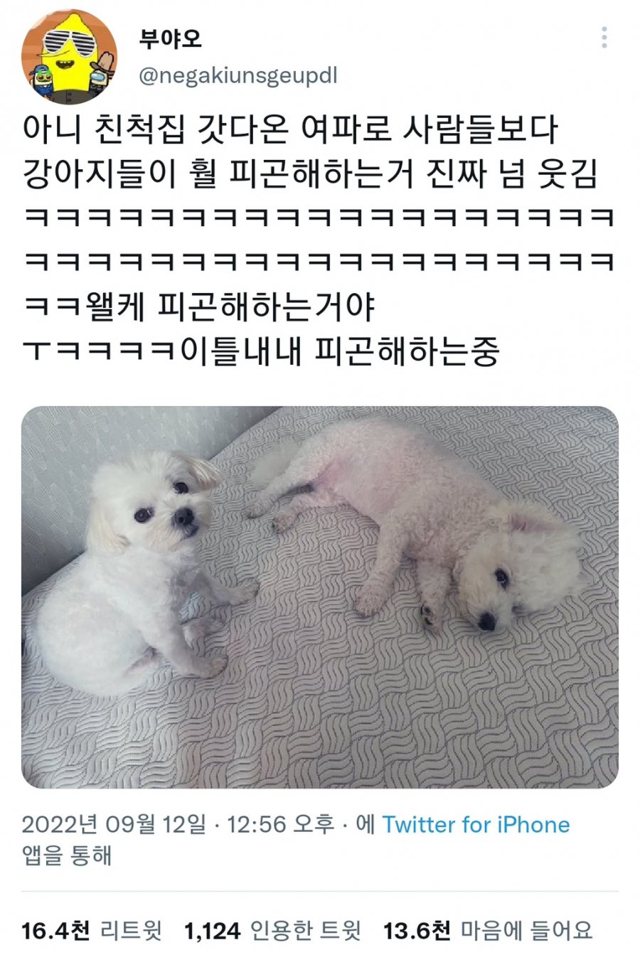 명절을 보내고 주인보다 더 피곤해하는 반려동물들