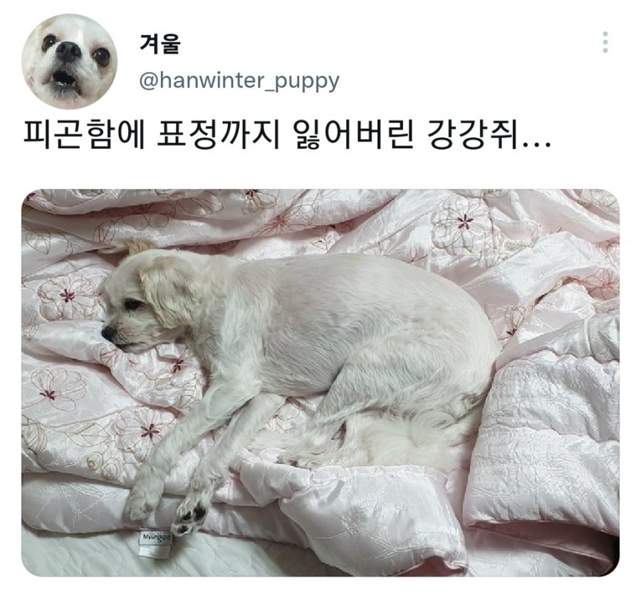 명절을 보내고 주인보다 더 피곤해하는 반려동물들