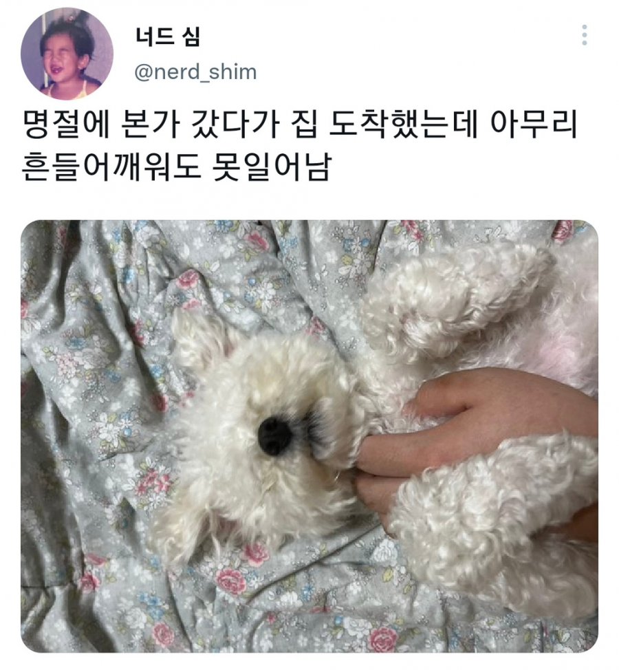 명절을 보내고 주인보다 더 피곤해하는 반려동물들