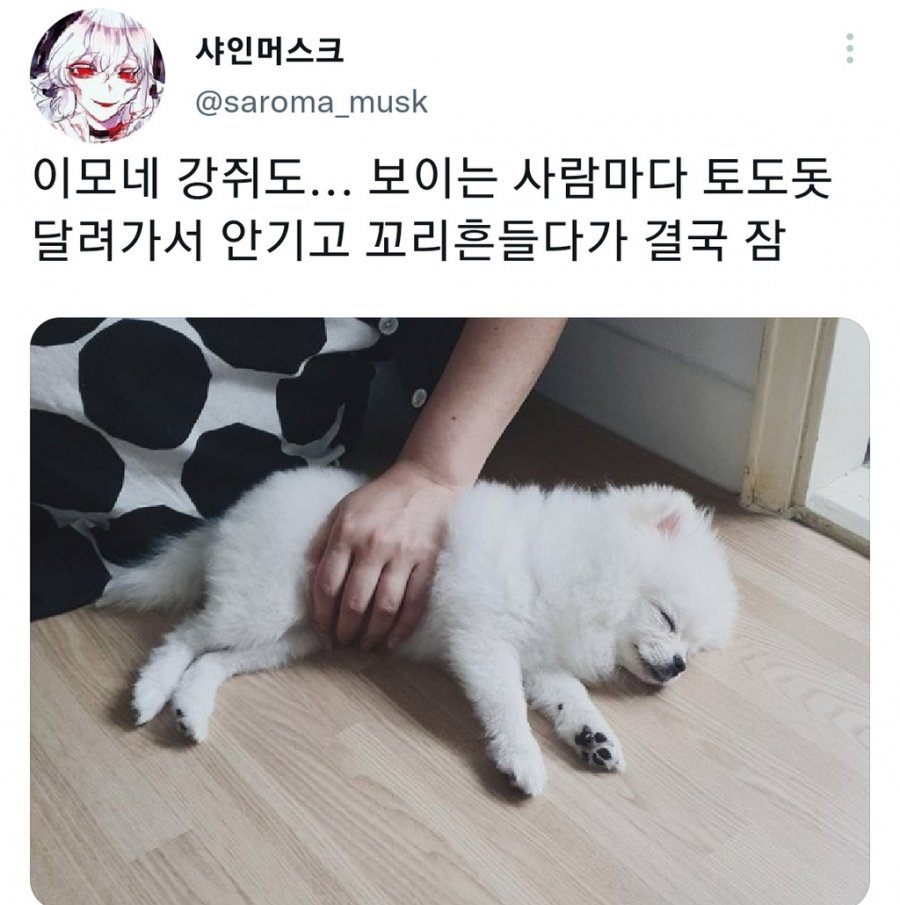 명절을 보내고 주인보다 더 피곤해하는 반려동물들