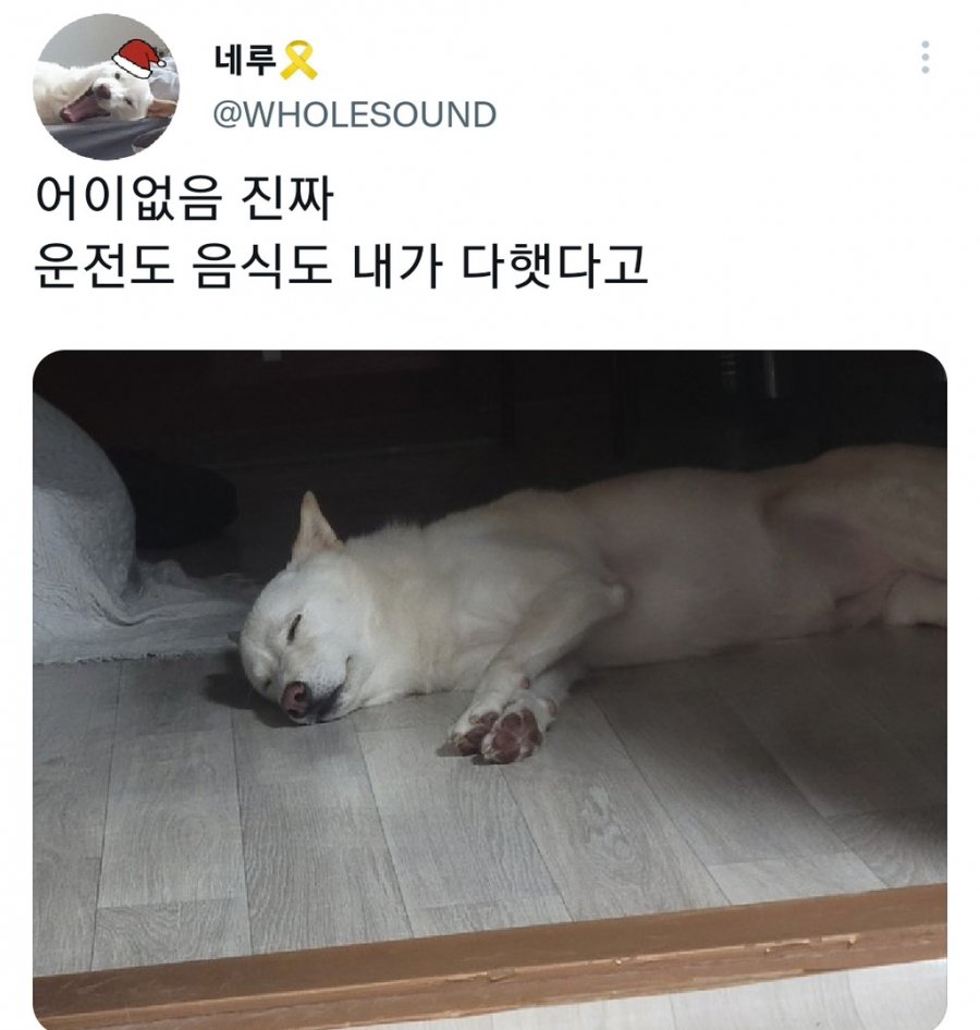 명절을 보내고 주인보다 더 피곤해하는 반려동물들