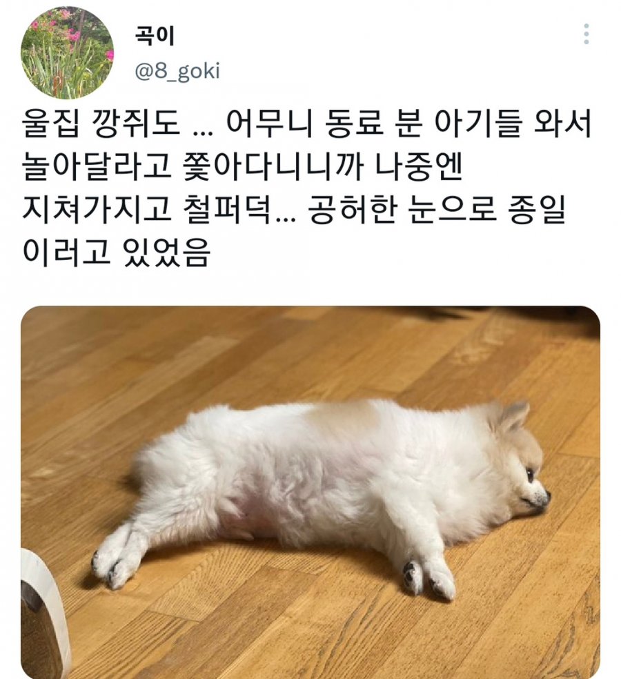 명절을 보내고 주인보다 더 피곤해하는 반려동물들