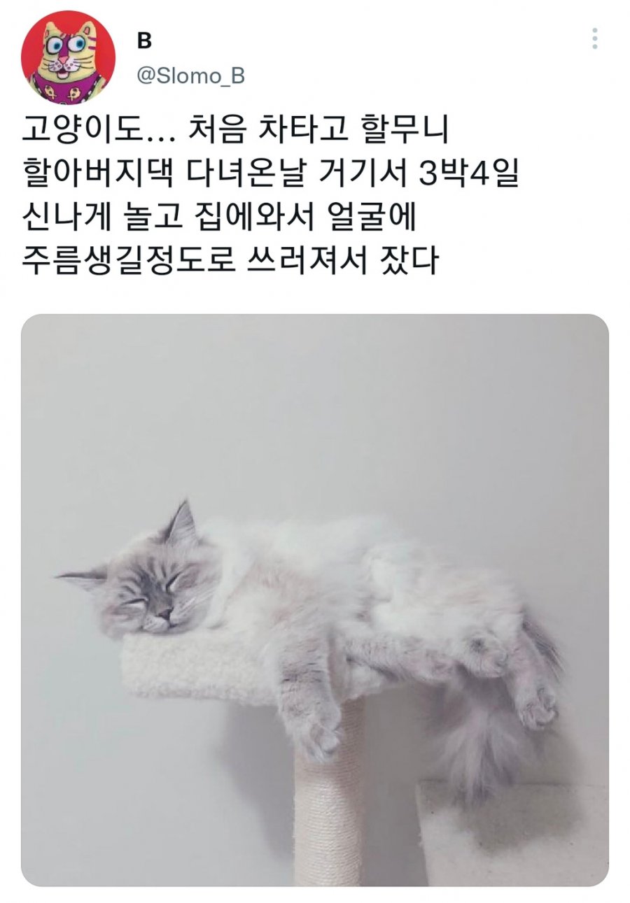 명절을 보내고 주인보다 더 피곤해하는 반려동물들