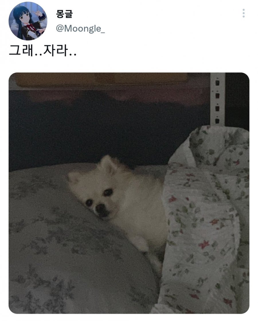 명절을 보내고 주인보다 더 피곤해하는 반려동물들