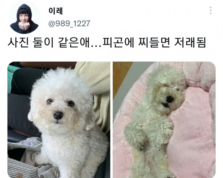 명절을 보내고 주인보다 더 피곤해하는 반려동물들