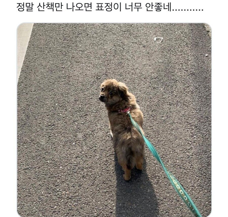 산책 나가기 싫은 내향형 댕댕이