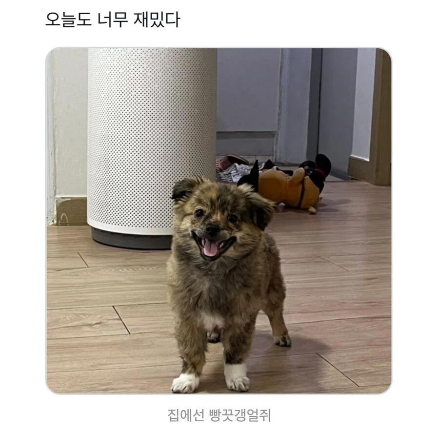 산책 나가기 싫은 내향형 댕댕이