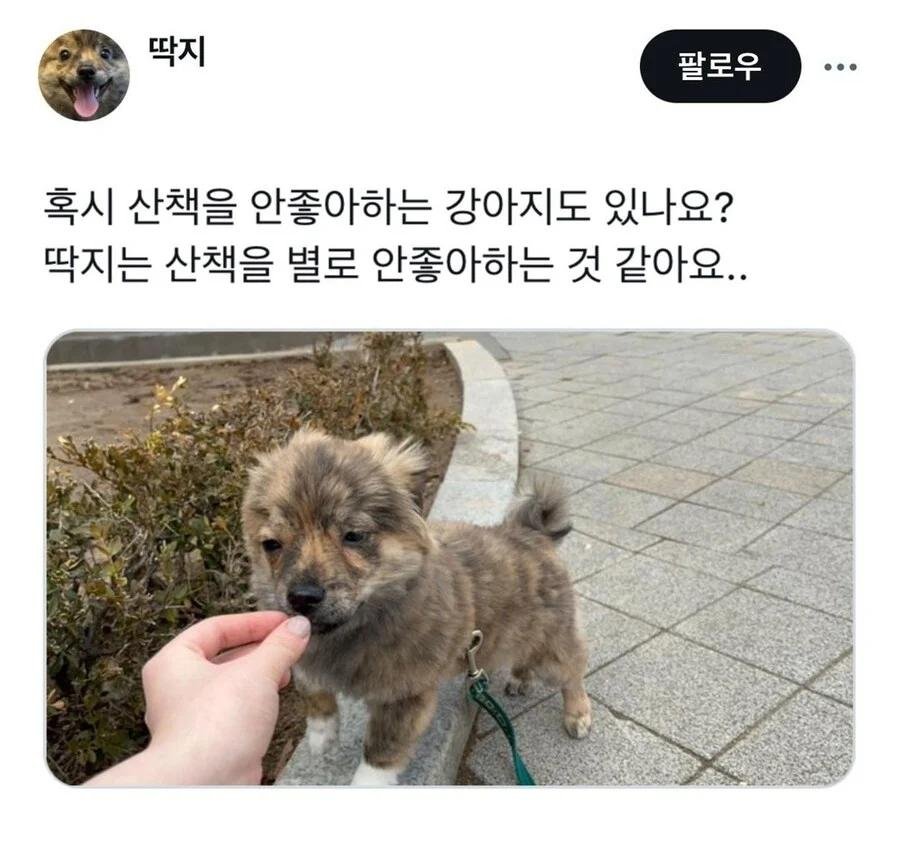 산책 나가기 싫은 내향형 댕댕이