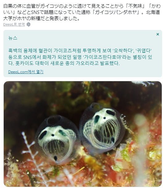 신기방기한 신종 멍게