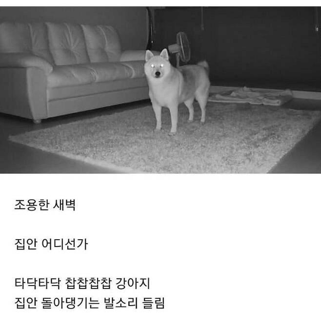 개 키우는 집의 새벽.txt